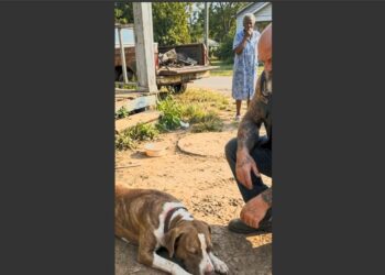 A Biker Found a Starving Dog Chained So Tightly He Couldn’t Lie Down. When He Cut the Chain, the Dog Didn’t Run—He Simply Closed His Eyes and Rested.