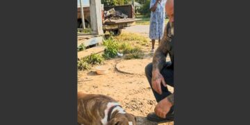 A Biker Found a Starving Dog Chained So Tightly He Couldn’t Lie Down. When He Cut the Chain, the Dog Didn’t Run—He Simply Closed His Eyes and Rested.