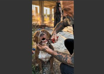 Six Tattooed Bikers Found a Pit Bull Wired to a Concrete Pillar in an Abandoned Lot. Ten Years Later, That Same Dog Has Helped Them Raise More Than $500,000 for Animals Who Needed Saving.