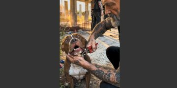 Six Tattooed Bikers Found a Pit Bull Wired to a Concrete Pillar in an Abandoned Lot. Ten Years Later, That Same Dog Has Helped Them Raise More Than $500,000 for Animals Who Needed Saving.