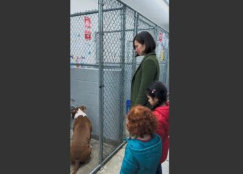 Twelve Families Tried to Adopt Winston, but the Abandoned Pit Bull Turned His Face to the Wall Every Time. Then a Woman Sat Outside His Kennel and Turned Her Back to Him—and Everything Changed.