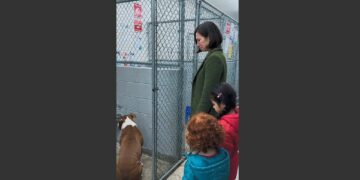 Twelve Families Tried to Adopt Winston, but the Abandoned Pit Bull Turned His Face to the Wall Every Time. Then a Woman Sat Outside His Kennel and Turned Her Back to Him—and Everything Changed.