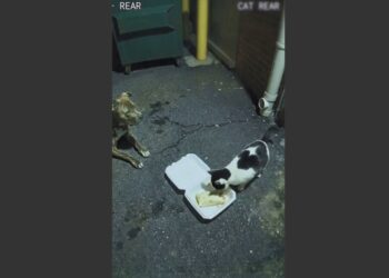 For 43 Nights, a Starving Pit Bull Carried Food Behind My Store but Never Ate First. When Animal Control Found a Note Hidden Inside His Collar, I Finally Understood Who He Was Waiting For.