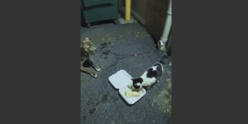 For 43 Nights, a Starving Pit Bull Carried Food Behind My Store but Never Ate First. When Animal Control Found a Note Hidden Inside His Collar, I Finally Understood Who He Was Waiting For.