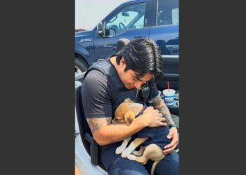 I Crawled Under a Parked Truck in 109-Degree Texas Heat to Save a Dying Puppy. He Fell Asleep on My Chest—and Six Months Later, He Was Still Sleeping at the Foot of My Bed.