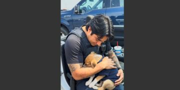 I Crawled Under a Parked Truck in 109-Degree Texas Heat to Save a Dying Puppy. He Fell Asleep on My Chest—and Six Months Later, He Was Still Sleeping at the Foot of My Bed.