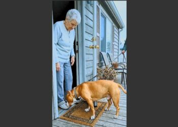 My Neighbor’s Pit Bull Kept Showing Up on My Porch After My Husband Died. Six Years Later, I Found His Old Journal—and Finally Understood Why That Dog Had Come Into My Life.