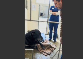I Went to the Shelter to Adopt a Friendly Dog. But a Silent German Shepherd Mix Was Guarding an Old Blanket—and Three People Tried to Stop Me From Touching It.