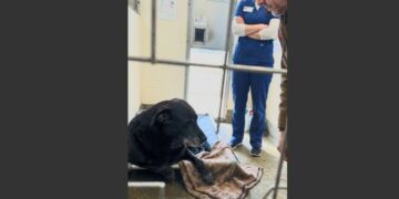 I Went to the Shelter to Adopt a Friendly Dog. But a Silent German Shepherd Mix Was Guarding an Old Blanket—and Three People Tried to Stop Me From Touching It.