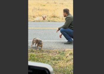 A Small Dog Lay in the Middle of a Busy Road, Refusing to Move as Cars Passed. Then I Looked Across the Street and Saw Who He Was Waiting For. 