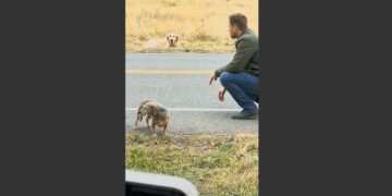 A Small Dog Lay in the Middle of a Busy Road, Refusing to Move as Cars Passed. Then I Looked Across the Street and Saw Who He Was Waiting For. 