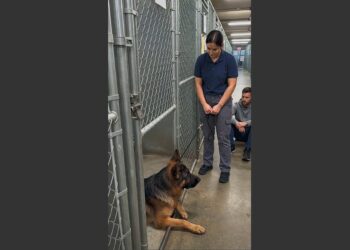 A Biker Walked Past Every Dog in the Shelter Until He Reached the Last Kennel. Then He Sat Down and Asked One Question That Changed Everything. 