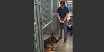 A Biker Walked Past Every Dog in the Shelter Until He Reached the Last Kennel. Then He Sat Down and Asked One Question That Changed Everything. 