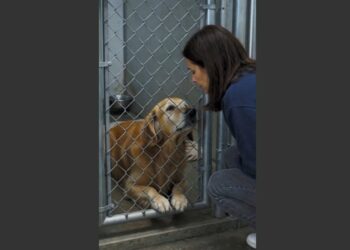 For Weeks, This Golden Retriever Refused to Leave the Back of His Kennel. Then a Stranger Sat Down Outside His Door—and Waited. 
