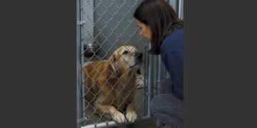 For Weeks, This Golden Retriever Refused to Leave the Back of His Kennel. Then a Stranger Sat Down Outside His Door—and Waited. 