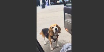 A Lost Beagle Climbed Into My Car at an Empty Gas Station. Then I Found a Message Sewn Into Her Harness—and Realized Someone Was Desperately Waiting for Her. 