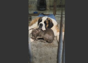 A 12-Year-Old Saint Bernard Was Overlooked for Four Years. Then a Terrified Pit Bull Was Placed Beside Him—and the Shelter Camera Captured Something Nobody Expected.