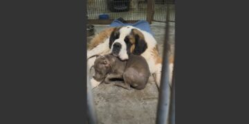 A 12-Year-Old Saint Bernard Was Overlooked for Four Years. Then a Terrified Pit Bull Was Placed Beside Him—and the Shelter Camera Captured Something Nobody Expected. 