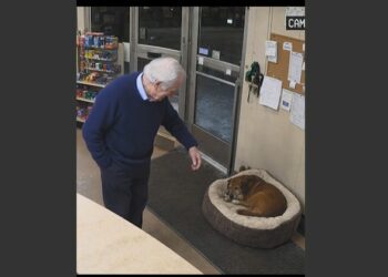 His Boss Ordered Him to Put the Stray Dog Back Outside in the Freezing Cold. Five Weeks Later, That Same Dog Saved His Life at 3:07 A.M.