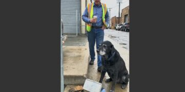 For 12 Years, an Old Black Labrador Waited Outside a Factory for His Owner’s Lunch Break. Then One Monday, the Man Never Came Back. 