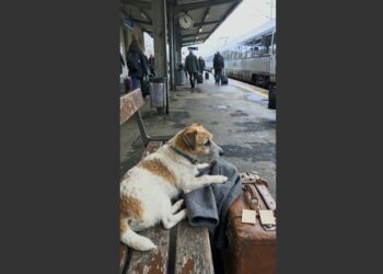 An Old Man Bought Two Train Tickets to Keep a Promise to His Late Wife. But He Never Made It Onto the Train—and His 13-Year-Old Dog Kept Waiting for Him.