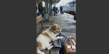An Old Man Bought Two Train Tickets to Keep a Promise to His Late Wife. But He Never Made It Onto the Train—and His 13-Year-Old Dog Kept Waiting for Him. 