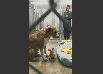 One by One, Bella Watched All Four of Her Puppies Leave the Shelter With New Families. Then the Six-Year-Old Mother Was Left Alone With an Empty Bed and a Little Stuffed Rabbit, Waiting for Someone to Choose Her.