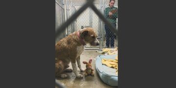 One by One, Bella Watched All Four of Her Puppies Leave the Shelter With New Families. Then the Six-Year-Old Mother Was Left Alone With an Empty Bed and a Little Stuffed Rabbit, Waiting for Someone to Choose Her.