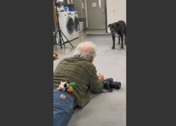 A 9-Year-Old Pit Bull Had Been Overlooked for More Than a Year Because of One Terrible Photograph. Then a Retired Photographer Lay Down on the Floor Beside Him.