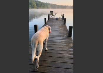 For Almost Eleven Years, Hank Brought the Same Red Tennis Ball to a Fishing Pier With His Owner. After Frank Died, the Old Labrador Returned to the Empty Chair and Waited for the Morning They Used to Share.