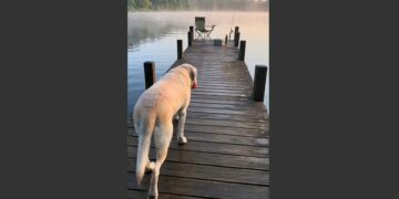 For Almost Eleven Years, Hank Brought the Same Red Tennis Ball to a Fishing Pier With His Owner. After Frank Died, the Old Labrador Returned to the Empty Chair and Waited for the Morning They Used to Share.