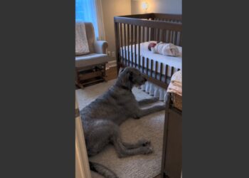Everyone Worried About the 160-Pound Irish Wolfhound Meeting Their Newborn Baby. Then One Morning, Arthur Heard Her Crying Before Anyone Else and Woke the Entire House.