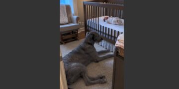 Everyone Worried About the 160-Pound Irish Wolfhound Meeting Their Newborn Baby. Then One Morning, Arthur Heard Her Crying Before Anyone Else and Woke the Entire House.