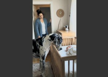 She Was Worried Their 140-Pound Great Dane Would Be Too Big Around Their Newborn. Then She Found Him Beside the Crib at 3 A.M.