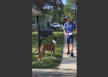 Every Afternoon at 2, an Elderly Boxer Waits Beside the Mailbox for His Favorite Mailman. One Day, the Man Was 40 Minutes Late, but Duke Refused to Leave Until He Saw His Friend Coming Down the Street.