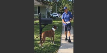 Every Afternoon at 2, an Elderly Boxer Waits Beside the Mailbox for His Favorite Mailman. One Day, the Man Was 40 Minutes Late, but Duke Refused to Leave Until He Saw His Friend Coming Down the Street.