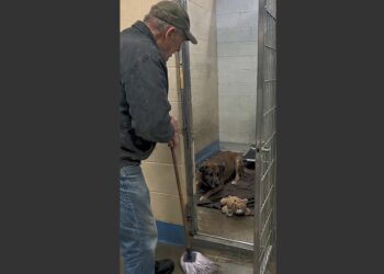 A Frightened Shelter Dog Wouldn’t Let Anyone Near Him. Then One Morning, He Picked Up His Worn-Out Teddy Bear and Walked Toward the Man Who Always Said Hello. 