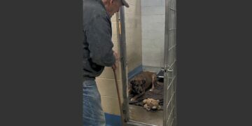 A Frightened Shelter Dog Wouldn’t Let Anyone Near Him. Then One Morning, He Picked Up His Worn-Out Teddy Bear and Walked Toward the Man Who Always Said Hello. 