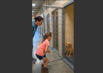 A 10-Month-Old Golden Retriever Was Returned to the Shelter for Being “Too Shy.” Then a Little Girl Sat Outside His Kennel and Did Something Nobody Expected. 