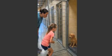 A 10-Month-Old Golden Retriever Was Returned to the Shelter for Being “Too Shy.” Then a Little Girl Sat Outside His Kennel and Did Something Nobody Expected. 