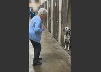For 8 Months, an Old Dalmatian Waited in the Back of His Shelter Kennel. Then a 79-Year-Old Woman Walked In and Whispered, “Buddy, It’s Me.” 