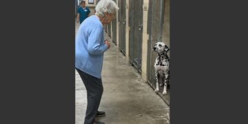 For 8 Months, an Old Dalmatian Waited in the Back of His Shelter Kennel. Then a 79-Year-Old Woman Walked In and Whispered, “Buddy, It’s Me.” 