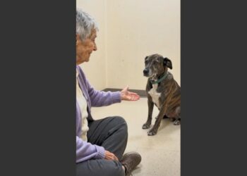 For 47 Days, a Nearly Deaf Dog Refused to Approach Anyone at the Shelter. Then an 81-Year-Old Woman Raised One Hand—and He Finally Walked Toward Her. 