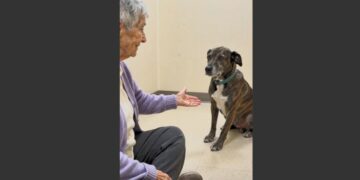 For 47 Days, a Nearly Deaf Dog Refused to Approach Anyone at the Shelter. Then an 81-Year-Old Woman Raised One Hand—and He Finally Walked Toward Her. 