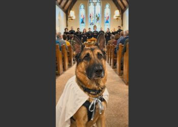 A German Shepherd Sat Quietly in Church Wearing a Little White Robe. Then the Choir Started Singing—and He Did Something Nobody Expected. 