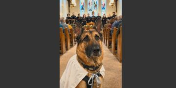 A German Shepherd Sat Quietly in Church Wearing a Little White Robe. Then the Choir Started Singing—and He Did Something Nobody Expected. 