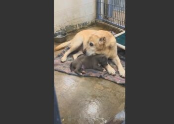 Seven Families Adopted This Old Labrador. All Seven Brought Him Back. But Before He Died at 19, He Helped More Than 300 Frightened Puppies Find Their Way Home.