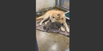 Seven Families Adopted This Old Labrador. All Seven Brought Him Back. But Before He Died at 19, He Helped More Than 300 Frightened Puppies Find Their Way Home.