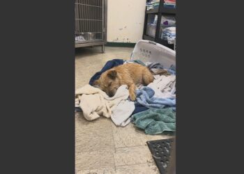 A Shelter Called Him “The Worst Dog We’ve Ever Had Since 1987.” Nine Hours Later, a Retired Man Walked In and Said, “I’m Difficult Too.” 