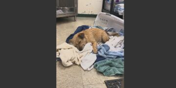 A Shelter Called Him “The Worst Dog We’ve Ever Had Since 1987.” Nine Hours Later, a Retired Man Walked In and Said, “I’m Difficult Too.” 